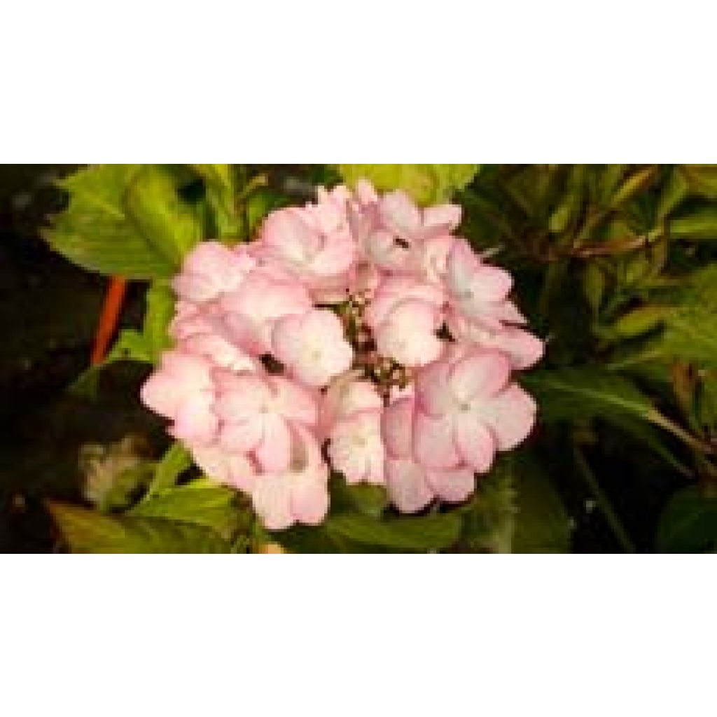 Hortensia - Hydrangea macrophylla Sabrina