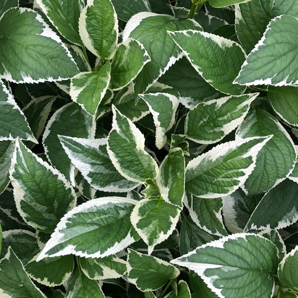 Hortensia - Hydrangea macrophylla Light'o'Day