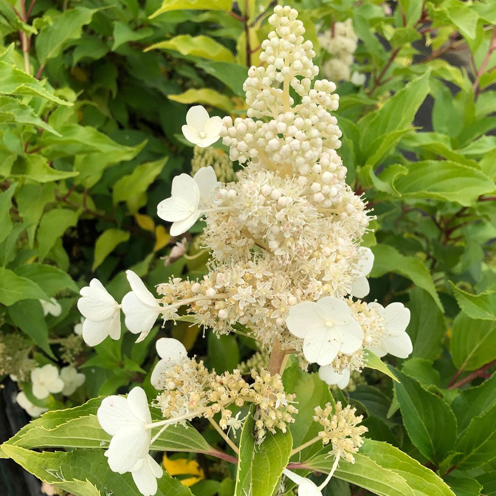 Hortensia - Hydrangea paniculata Kyushu