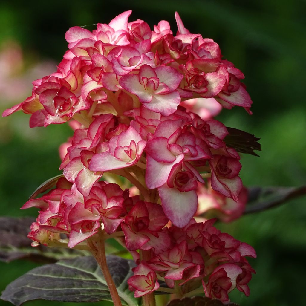 Hortensia - Hydrangea macrophylla Miss Saori