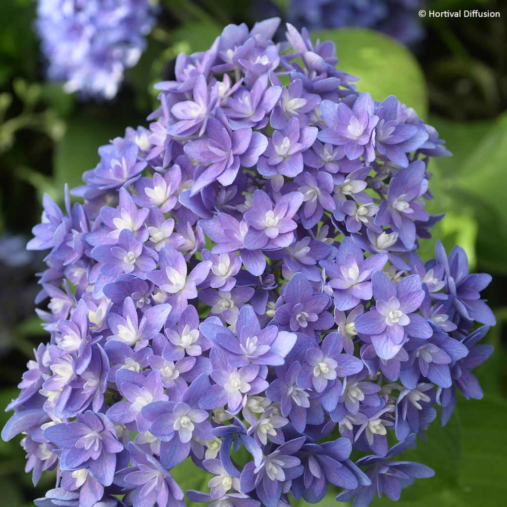 Hydrangea macrophylla Stellar Bleu