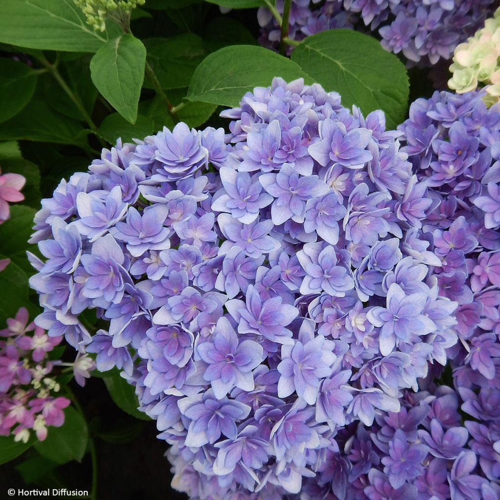 Hydrangea macrophylla Stellar Bleu