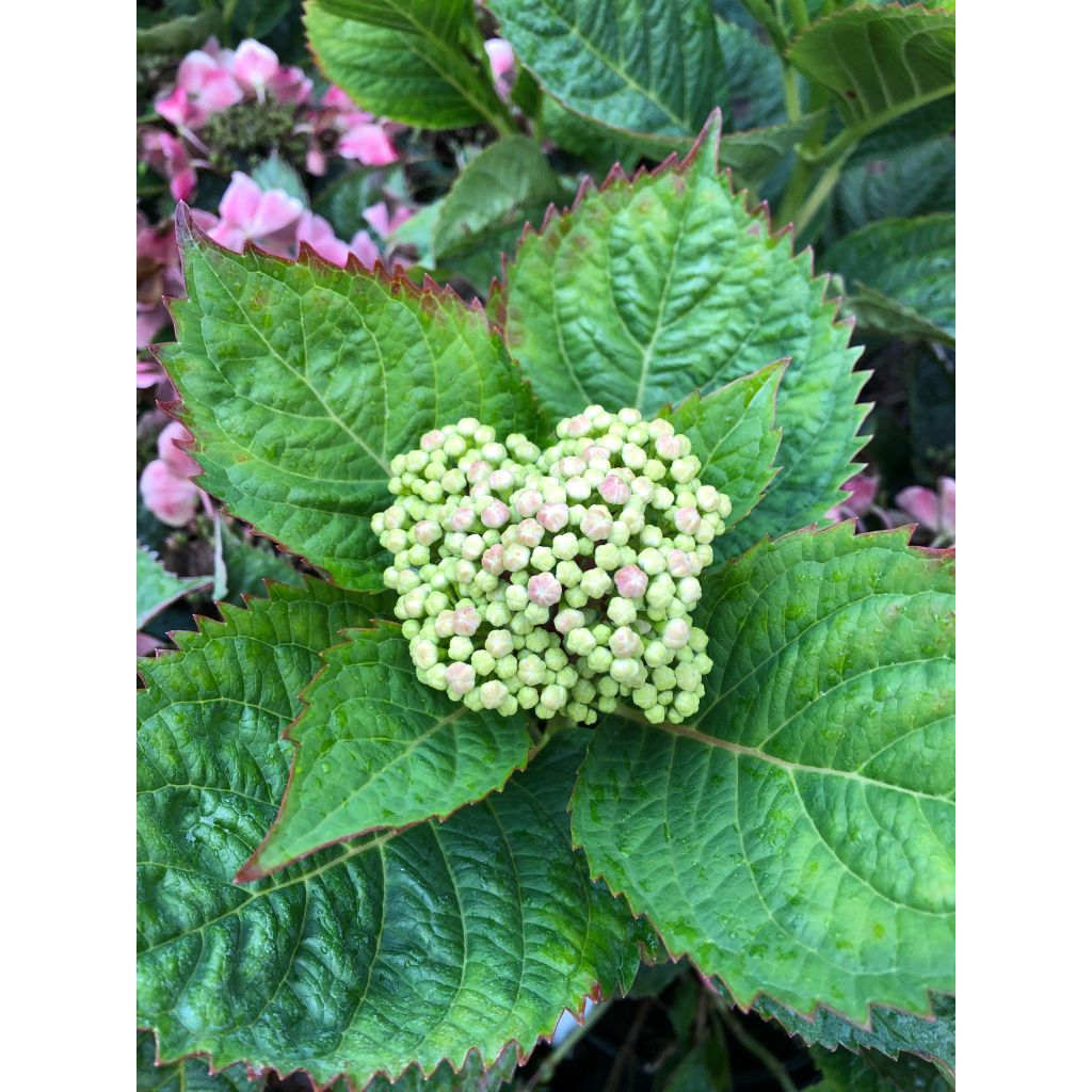 Hortensia macrophylla Teller Red