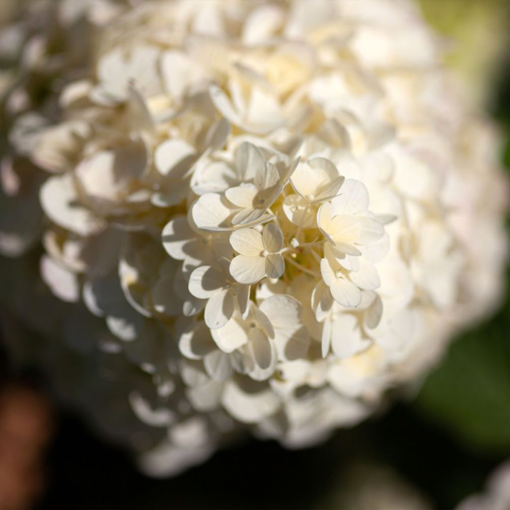 Hortensia paniculata Polar Bear