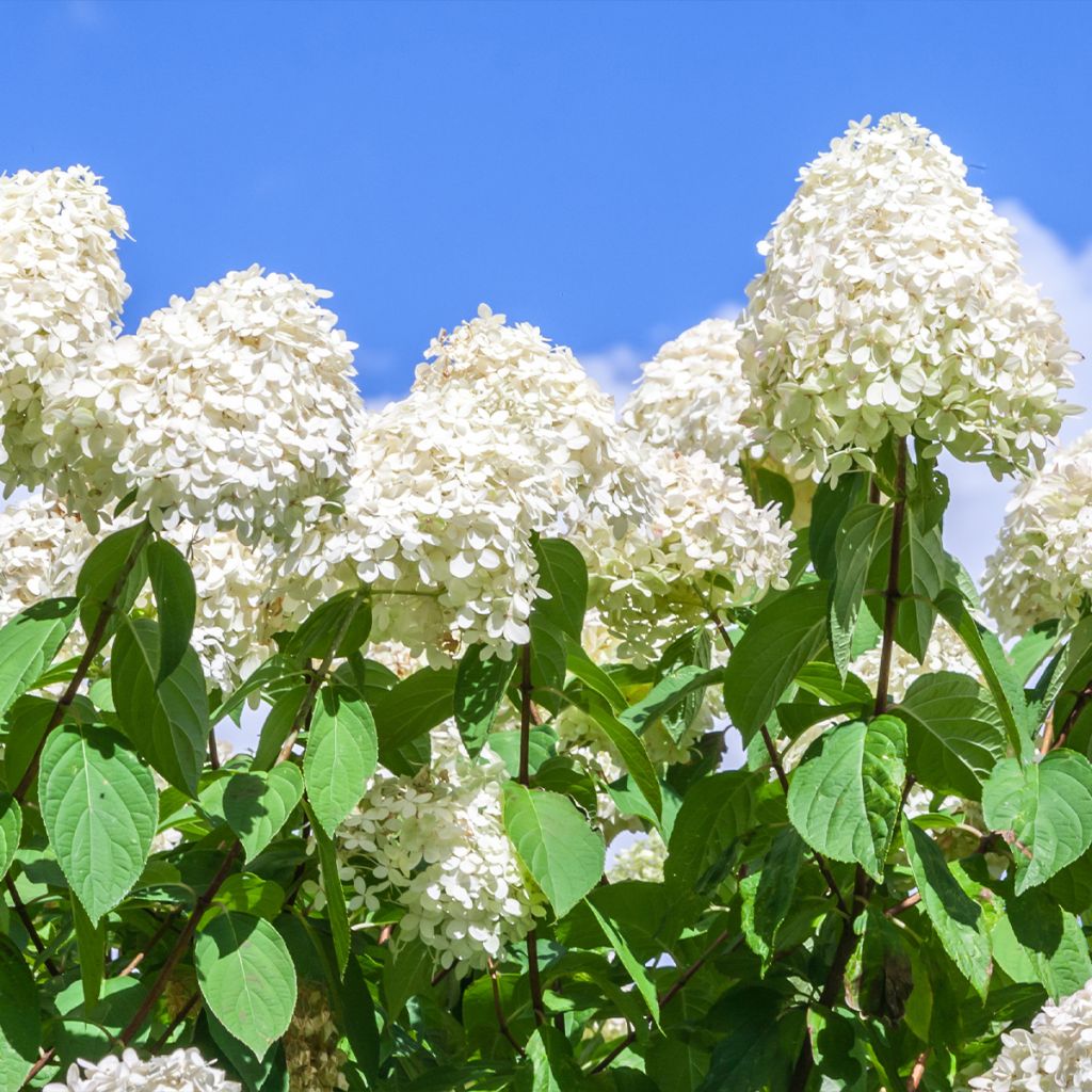 Hydrangea paniculata Polar Bear