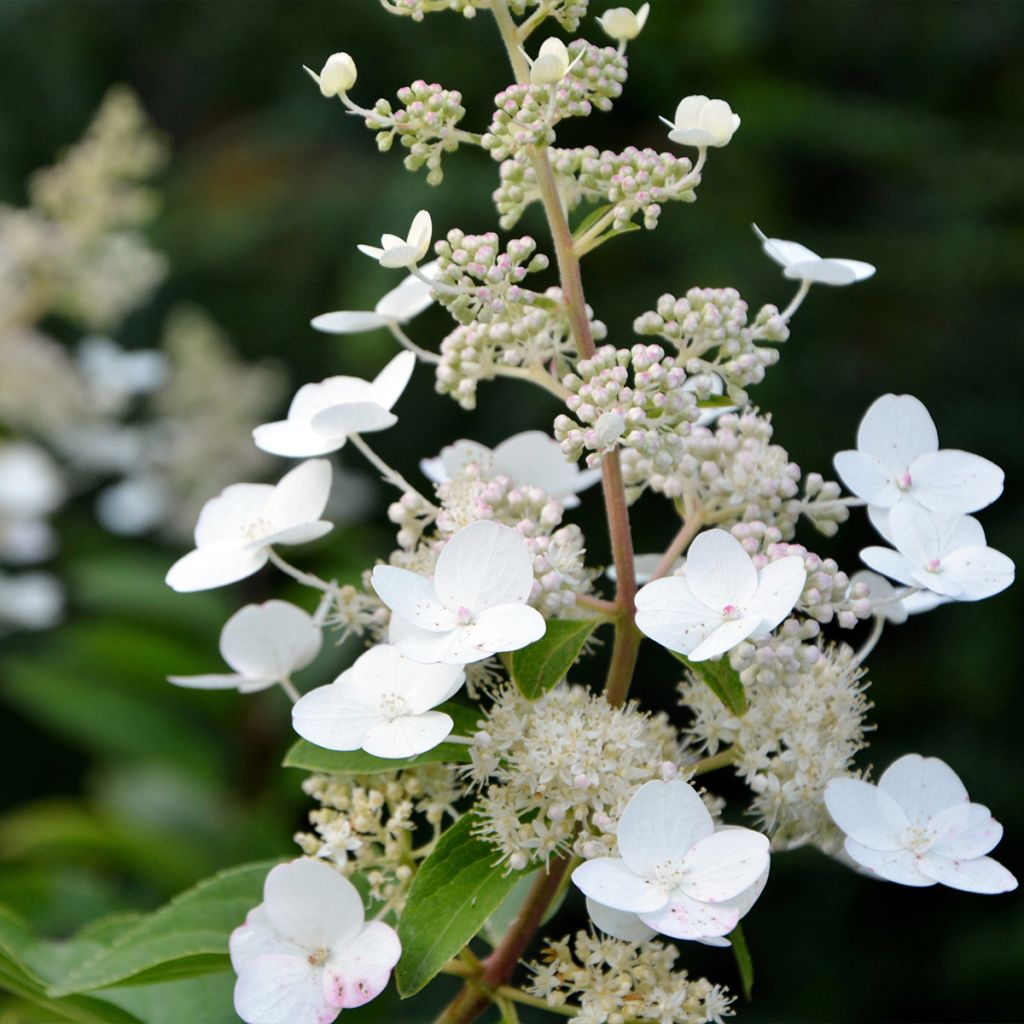 Hortensia paniculata Tardiva