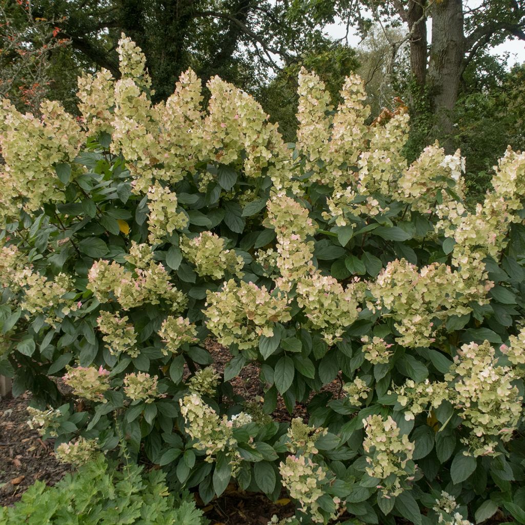 Hortensia paniculata Tardiva
