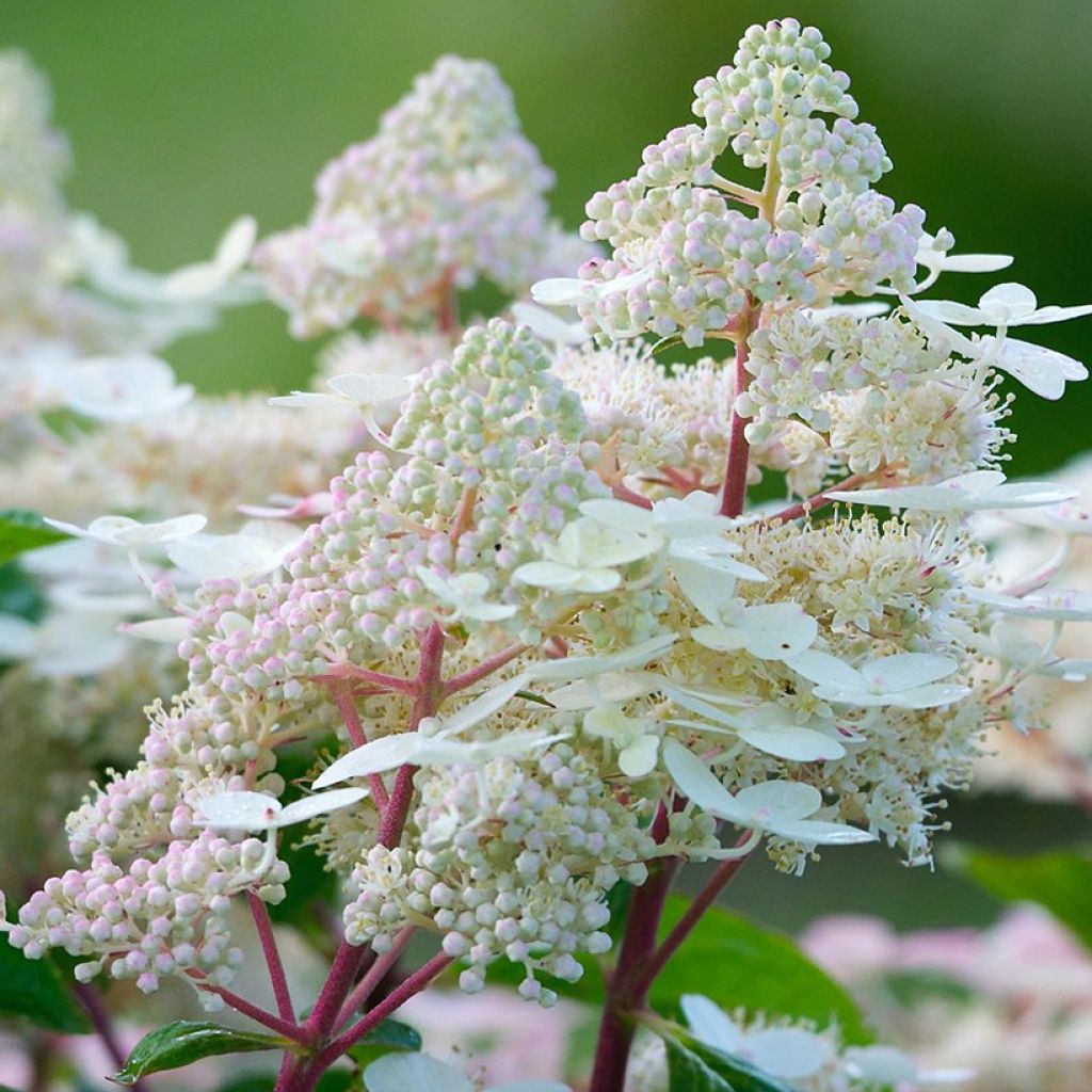 Hortensia paniculé - Hydrangea paniculata Early Harry 'HPOPR018'