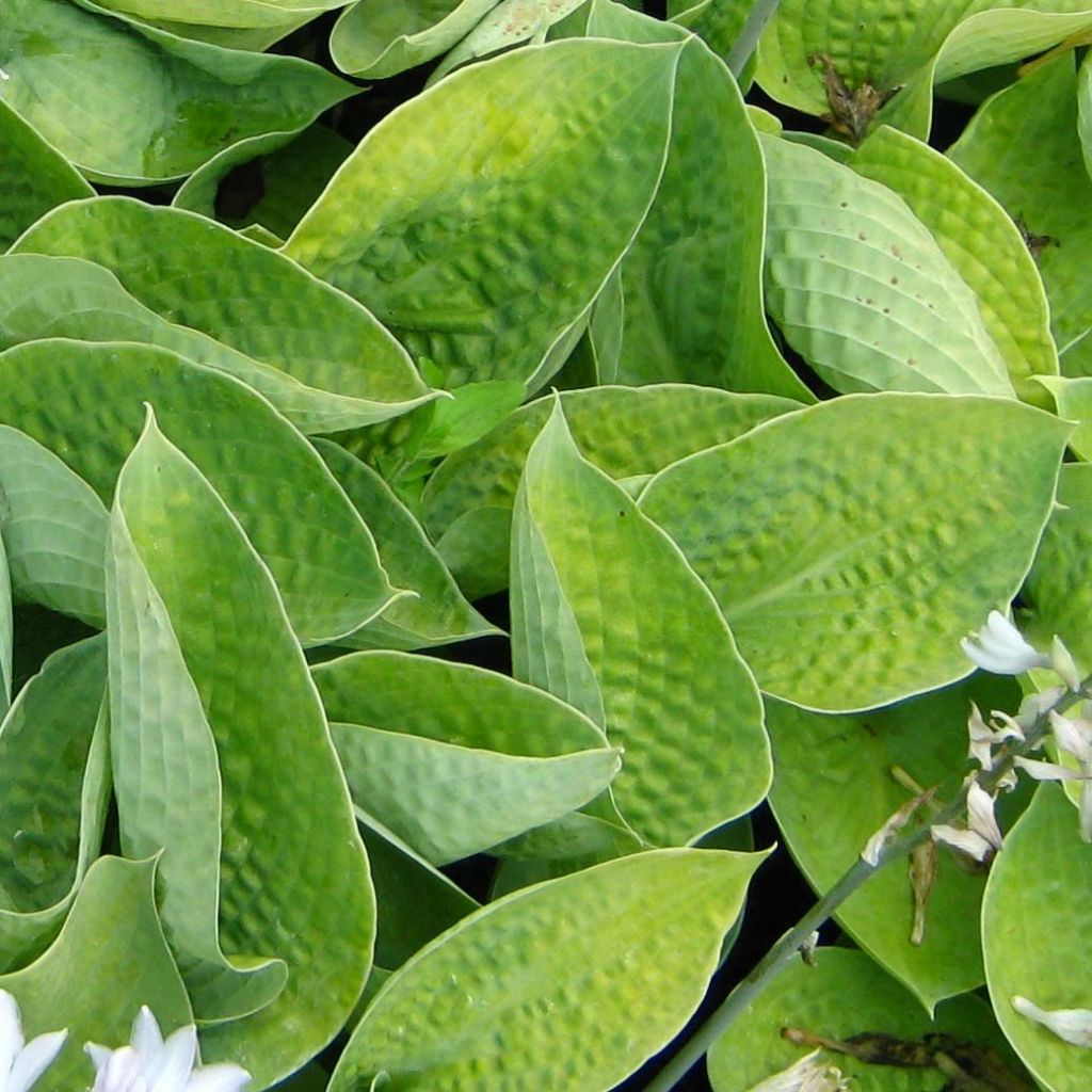 Hosta Abiqua Ariel