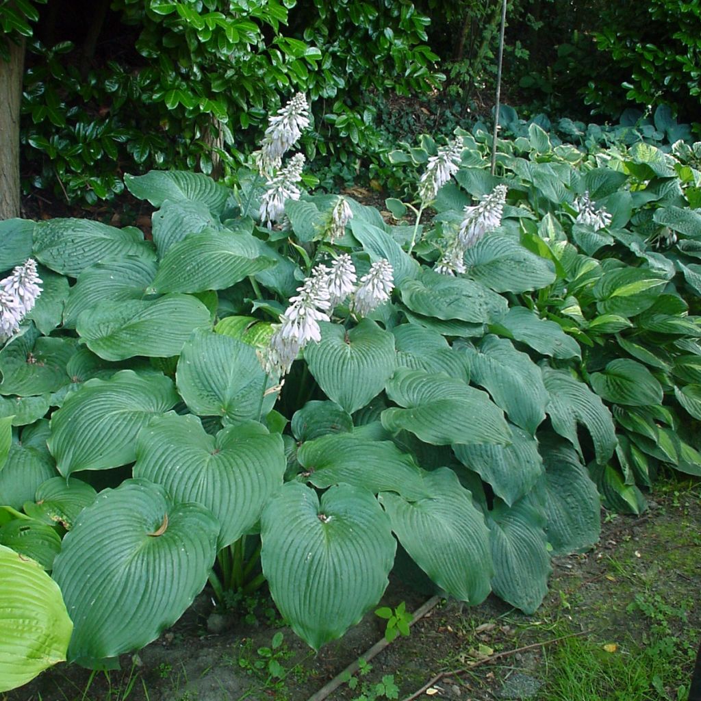 Hosta Blue Angel