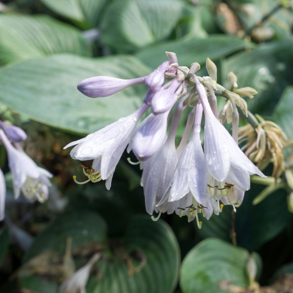 Hosta Blue Angel