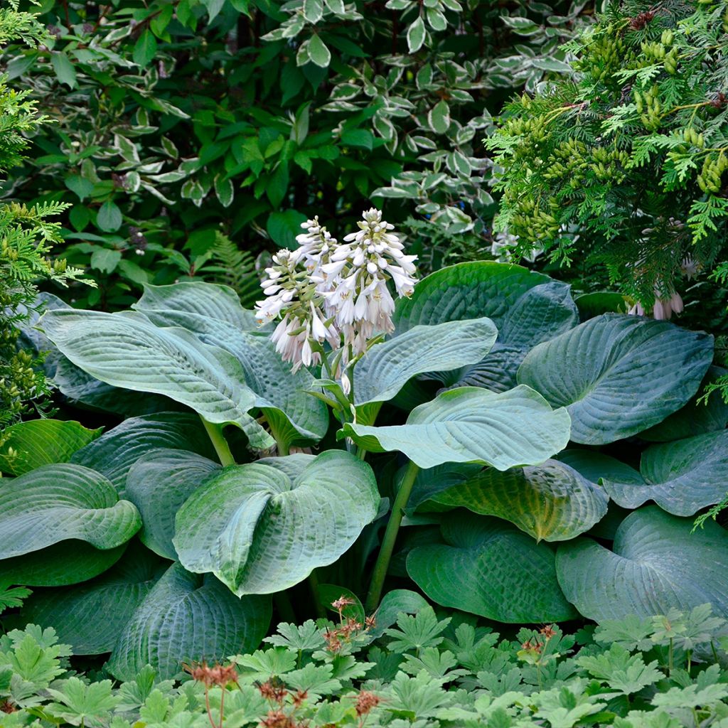 Hosta Blue Angel