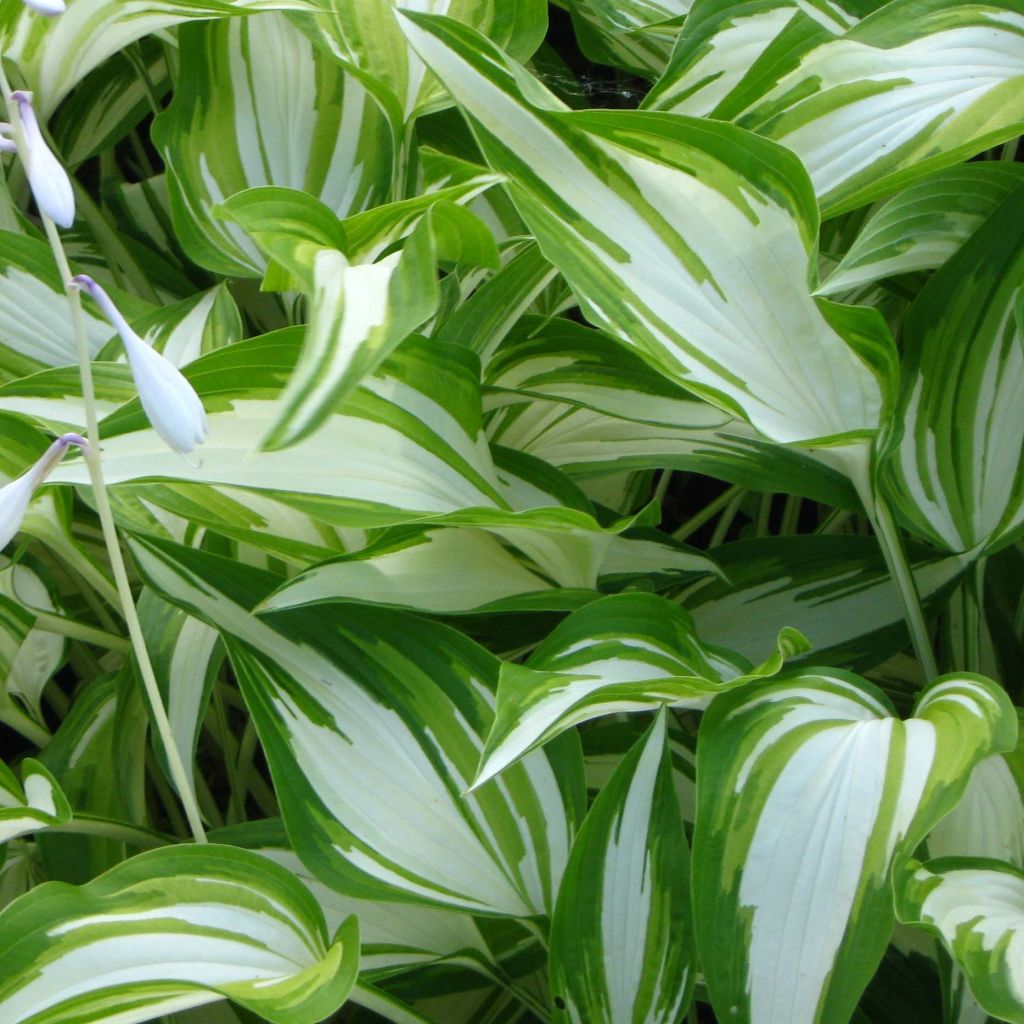 Hosta Cascades