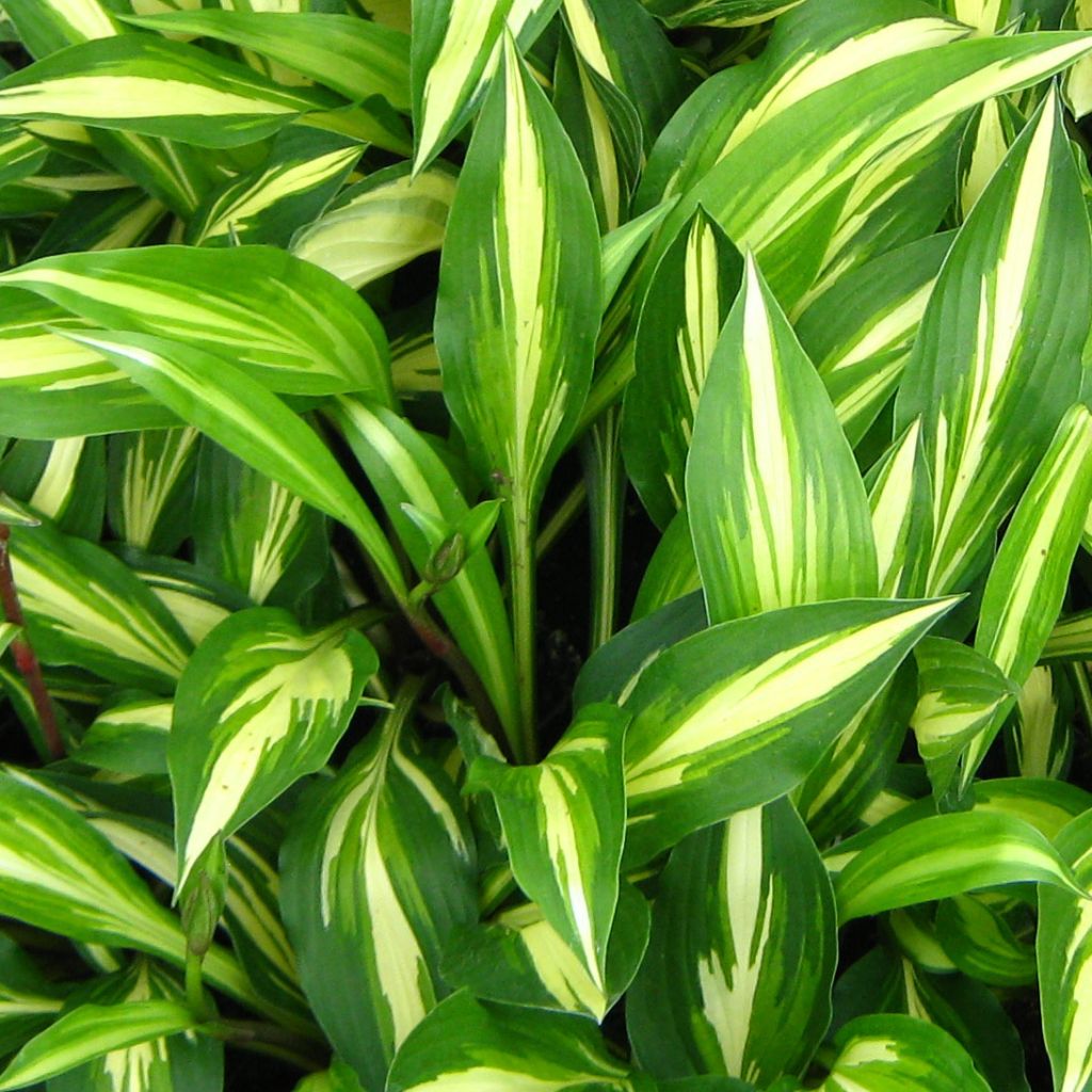 Hosta Cherry Berry - Hosta nain panaché