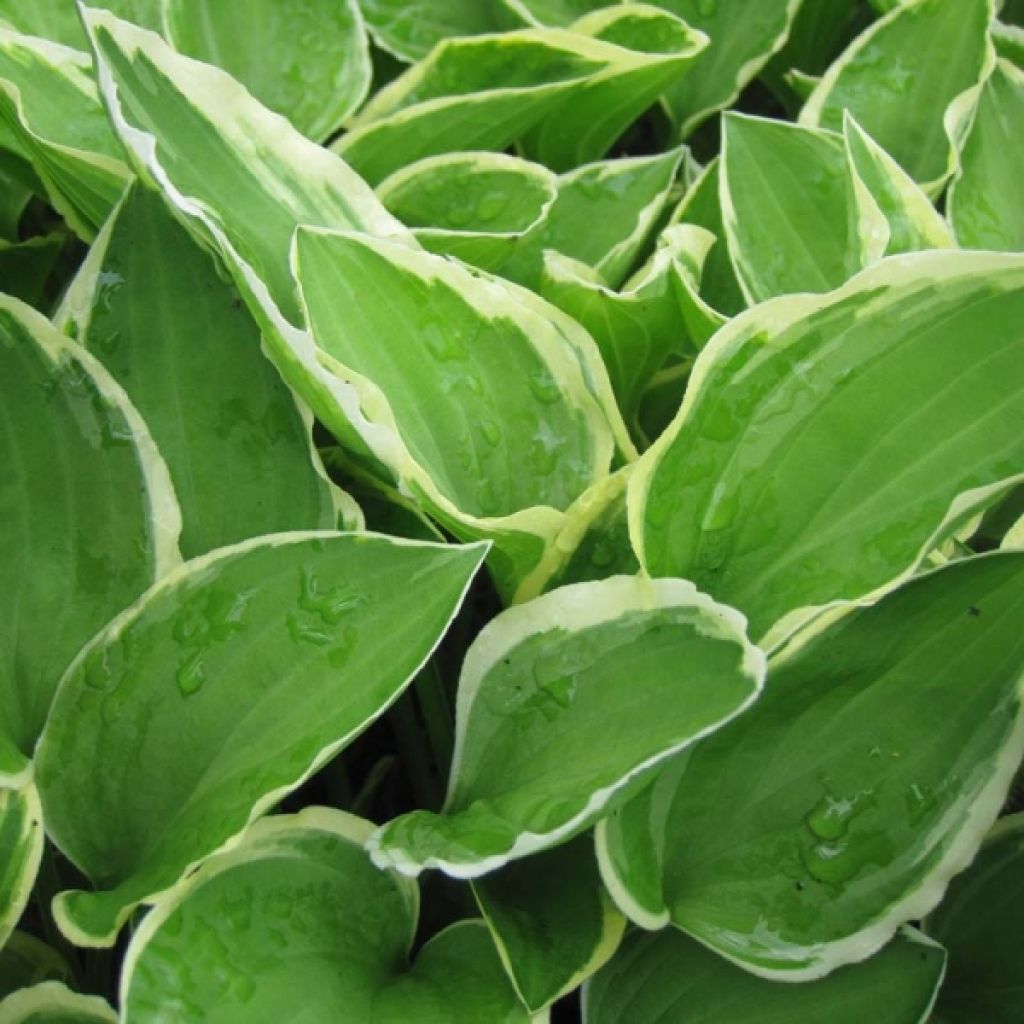 Hosta Diamond Tiara