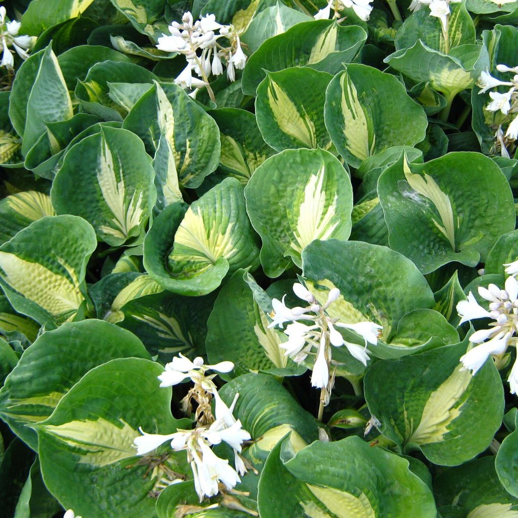 Hosta Dream Queen