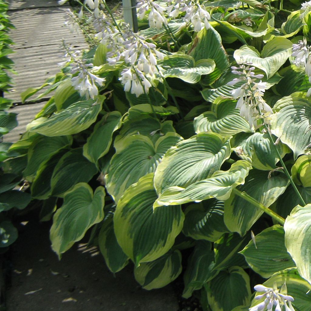 Hosta Earth Angel - Hosta panaché