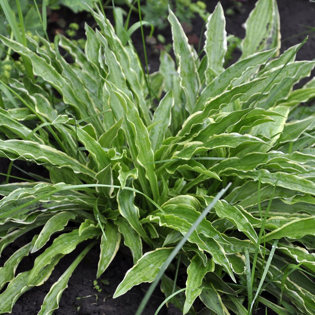 Hosta Electrocution