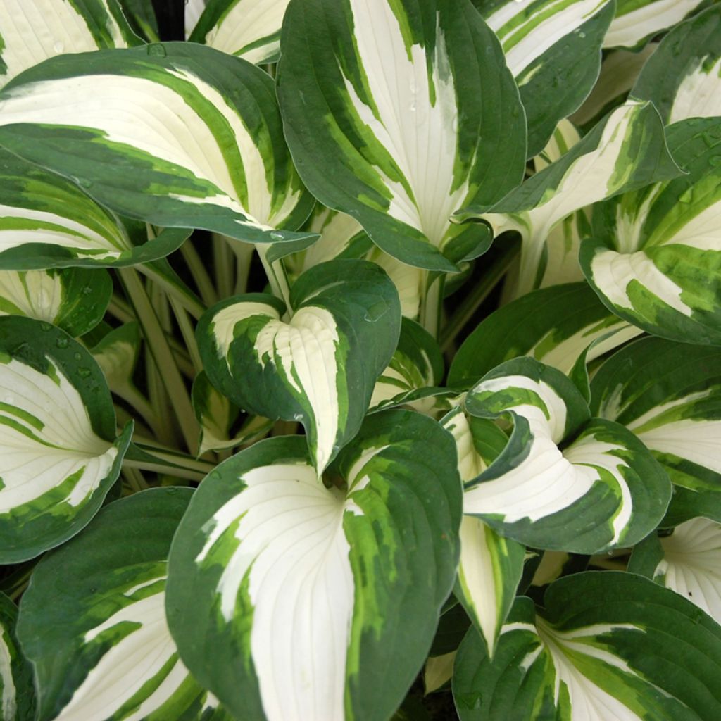 Hosta Enterprise