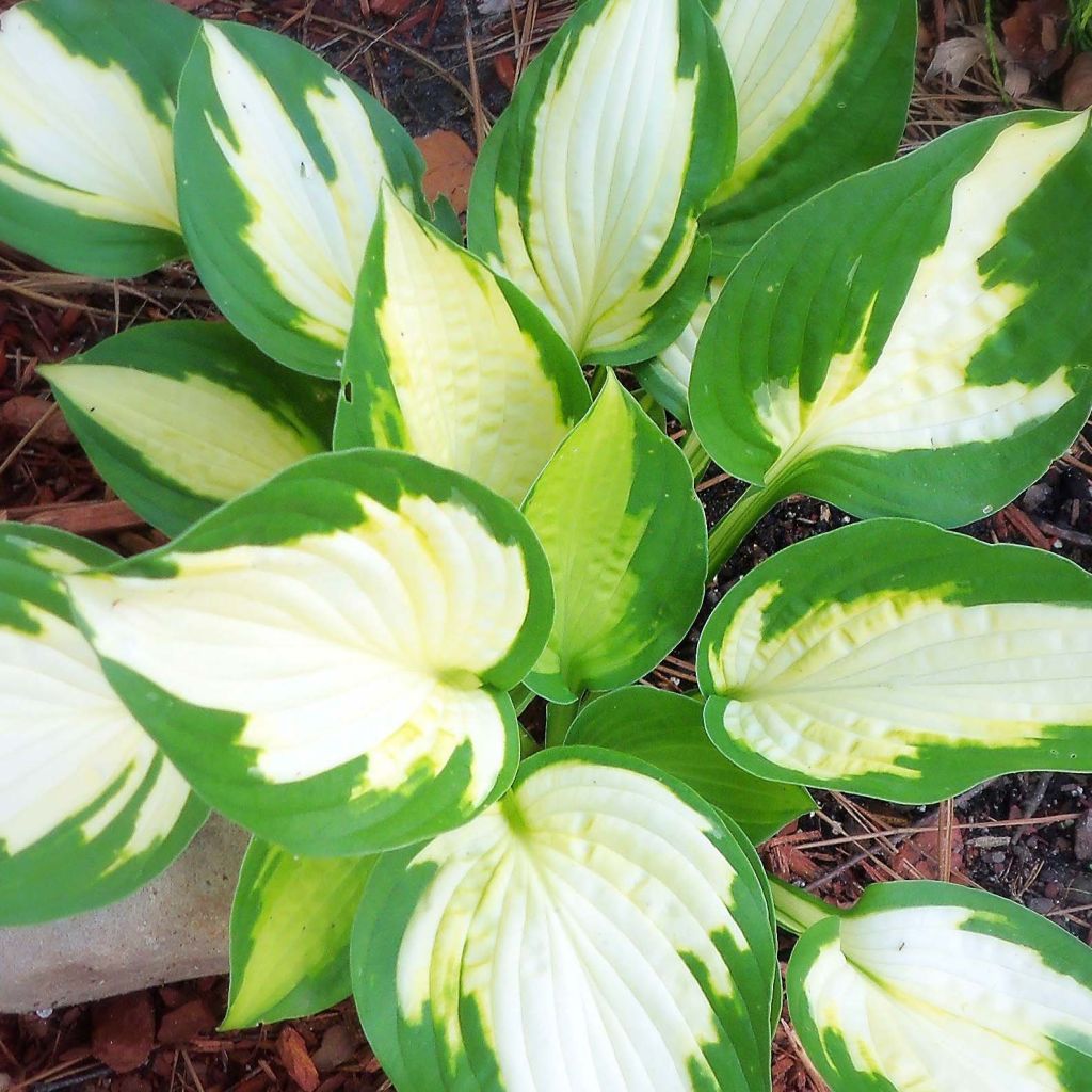 Hosta Eskimo Pie