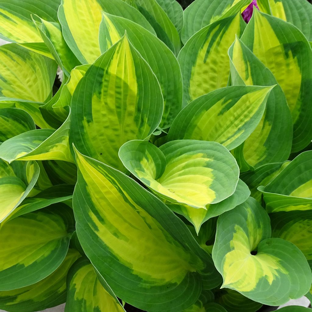 Hosta Forbidden Fruit