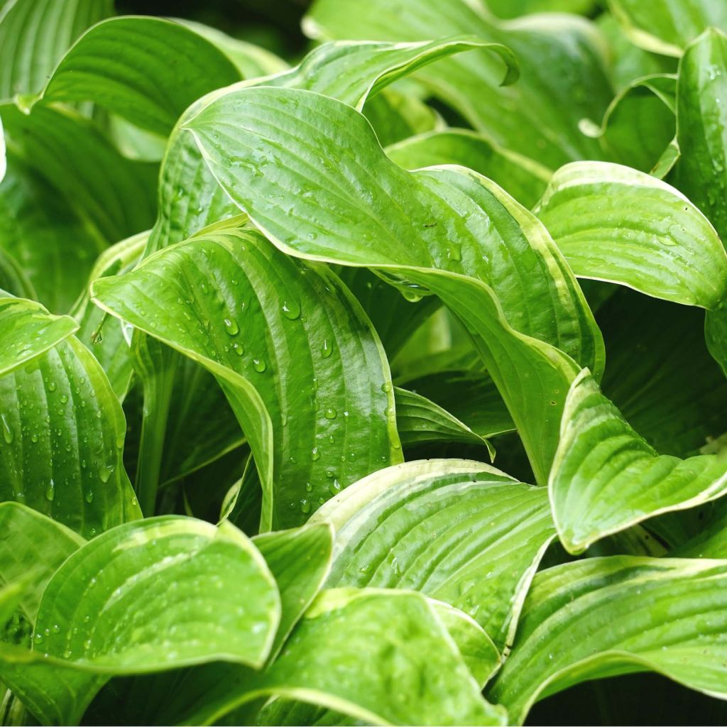 Hosta Fragrant Fire