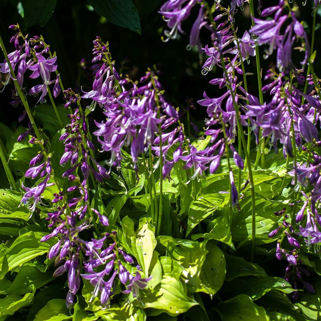 Hosta Gold Edger