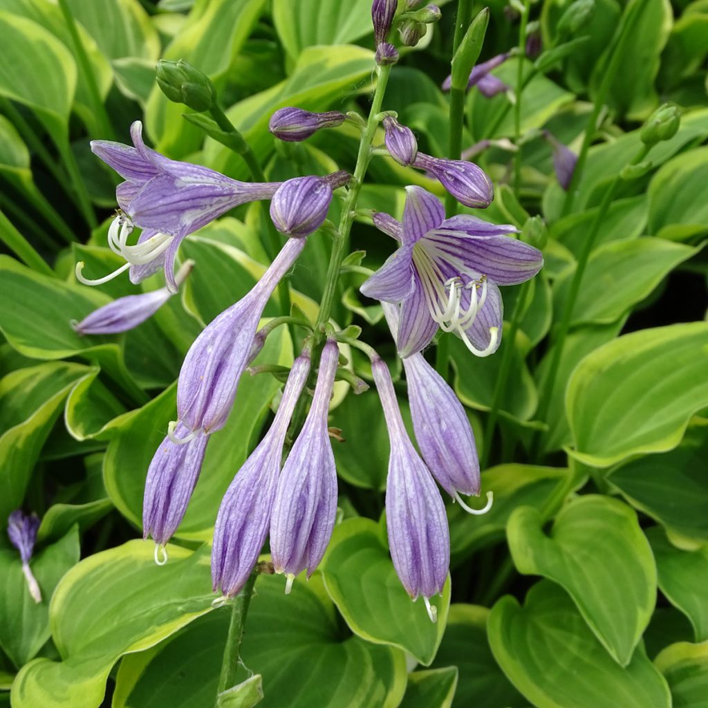 Hosta Golden Tiara