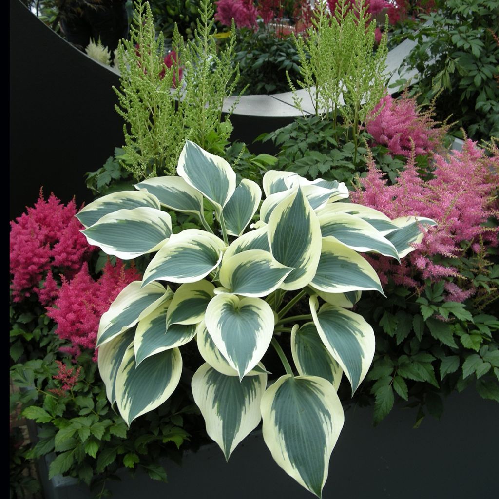 Hosta Great Escape pot de 1,5L