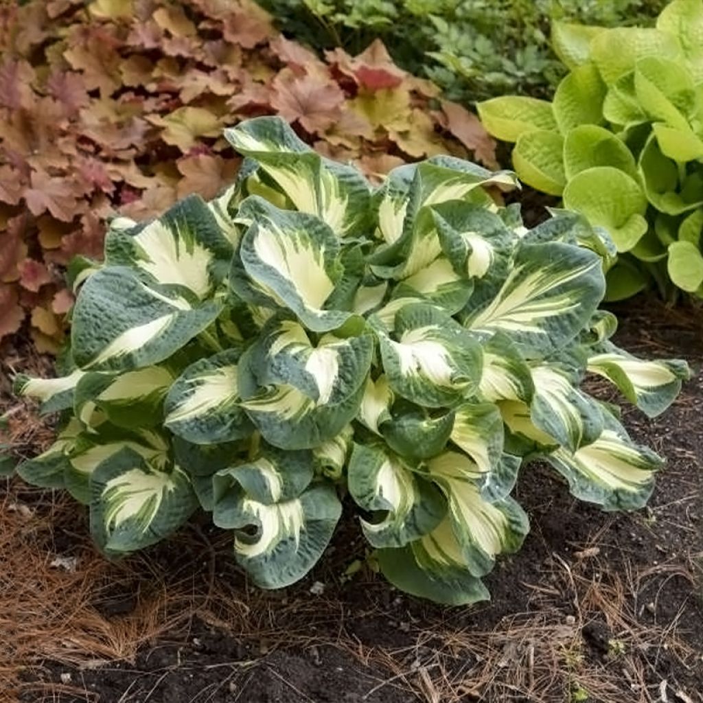 Hosta Hans