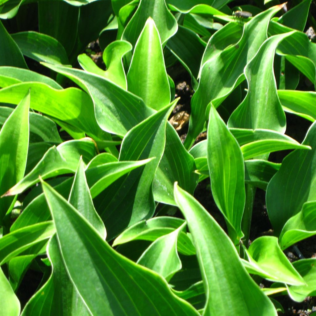 Hosta Harry Van Trier - Hosta miniature