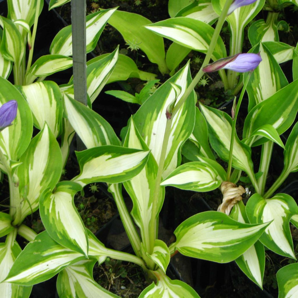 Hosta Joyce Trott