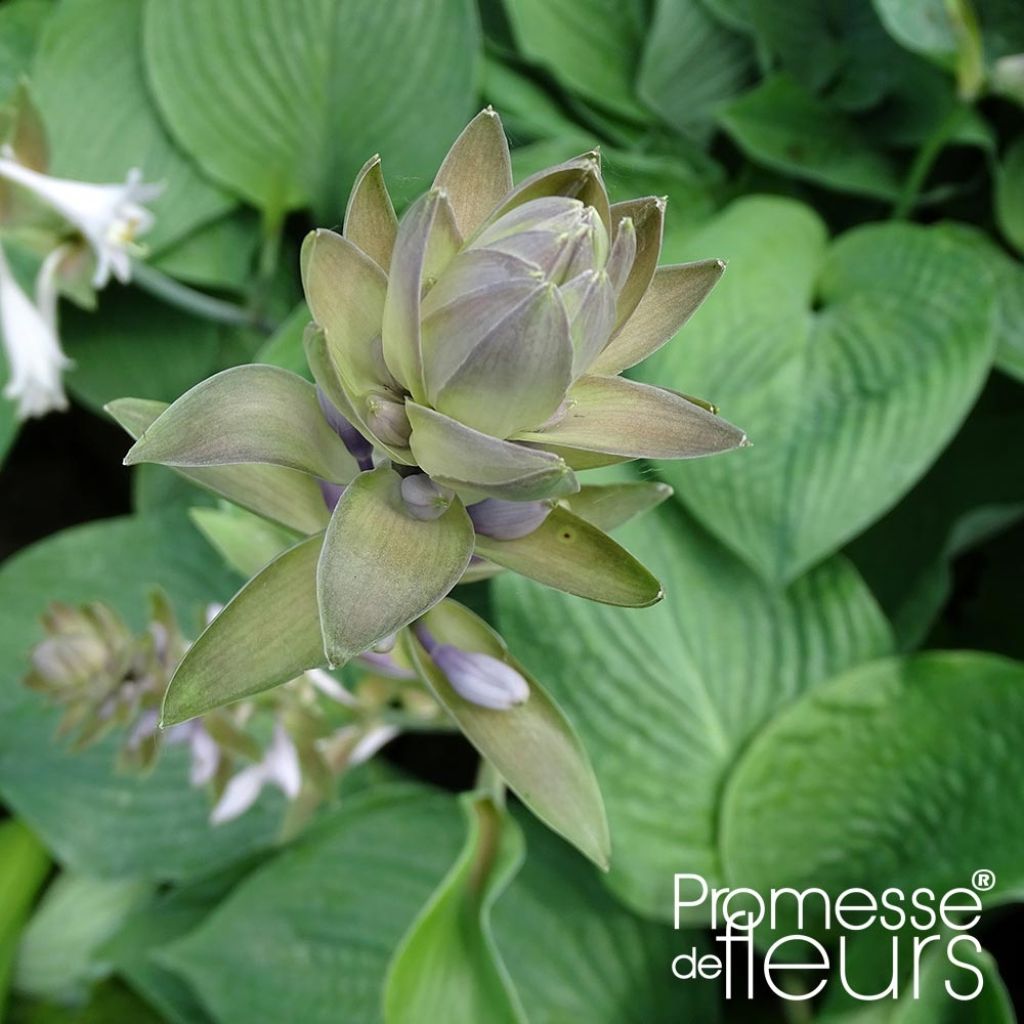 Hosta Jurassic Park - Hosta géant