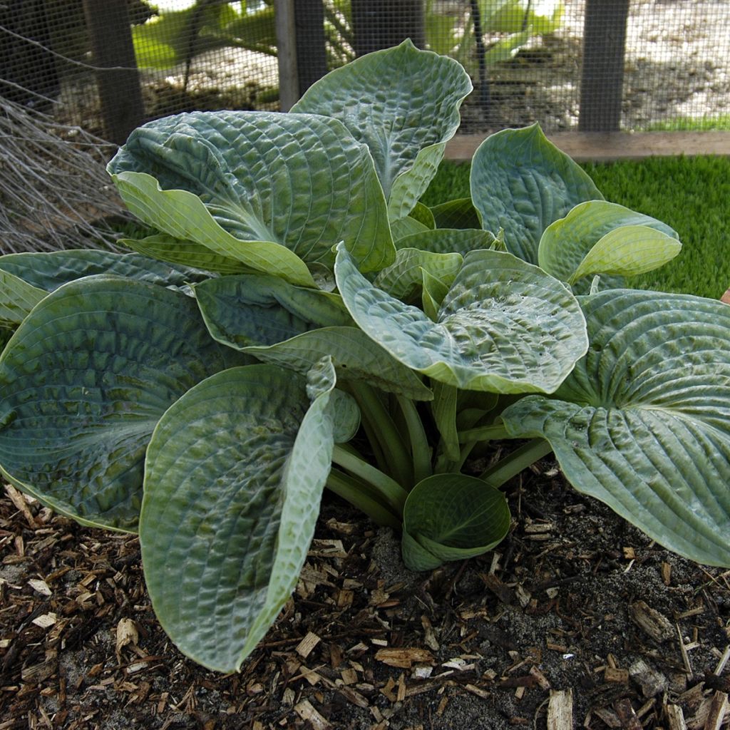 Hosta Lakeside Maverick