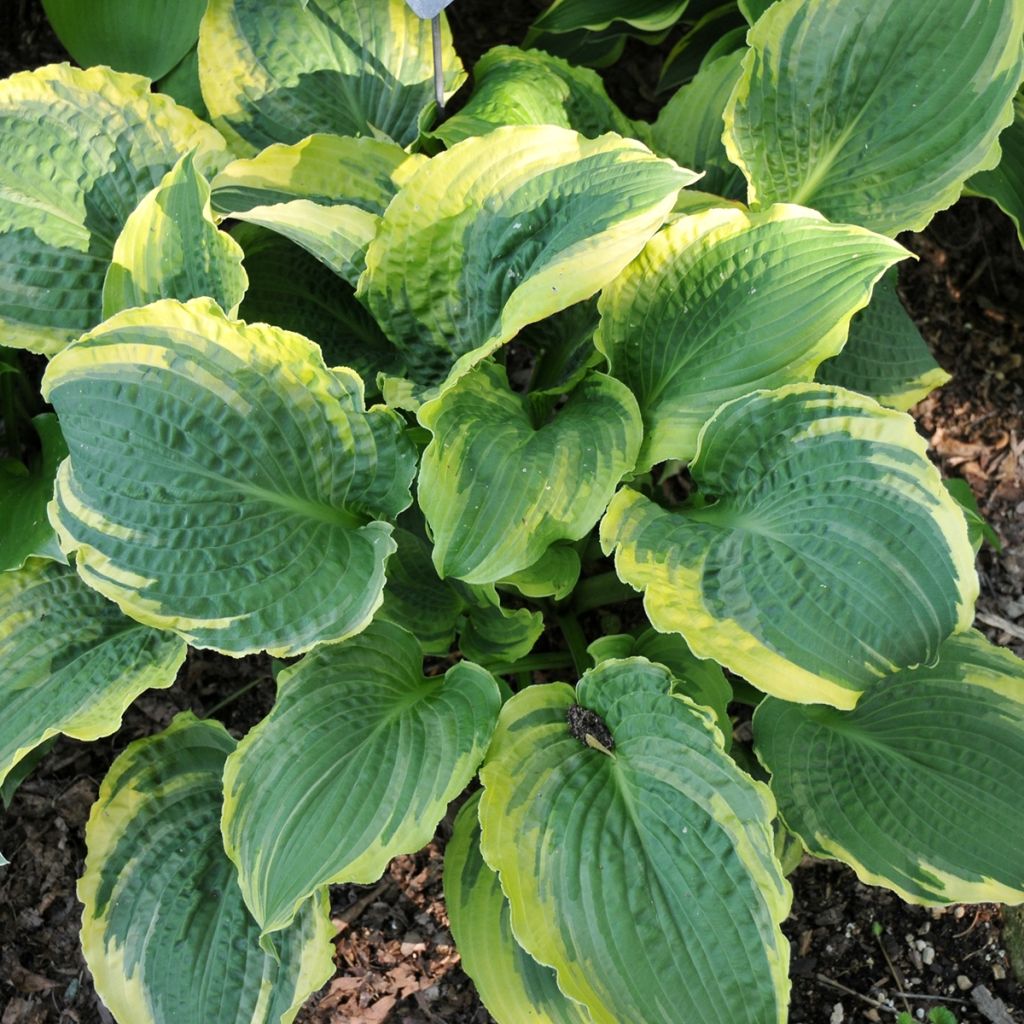 Hosta Lakeside Prophecy Fulfilled