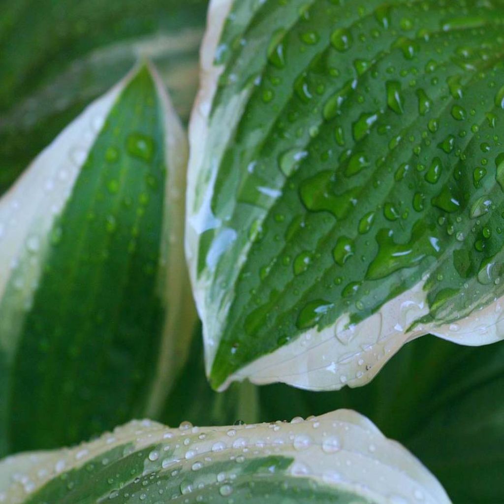 Hosta Minuteman