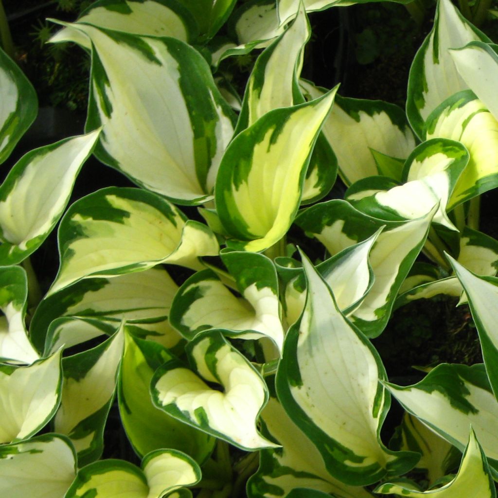 Hosta Morning Light - Plantain Lily