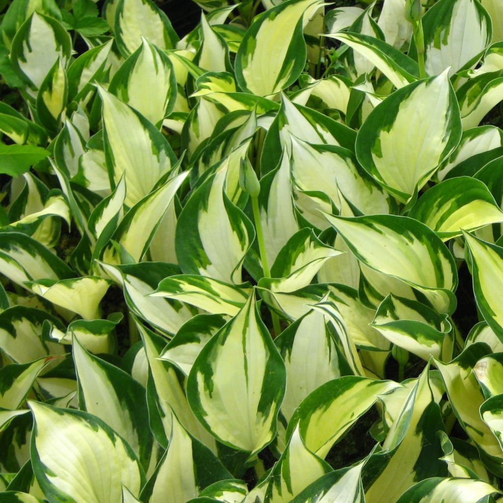 Hosta Morning Light - Hosta panaché