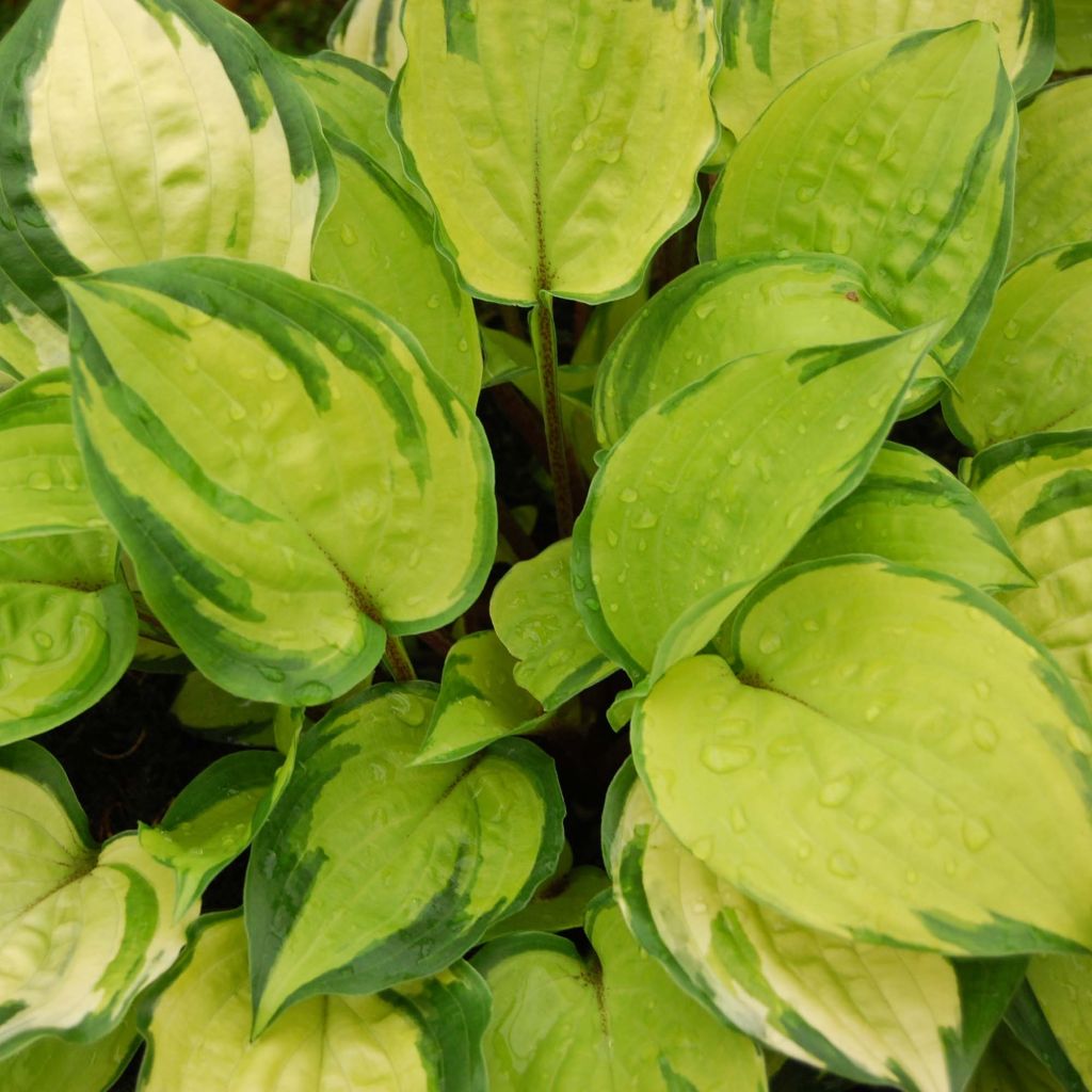 Hosta Paradise Island