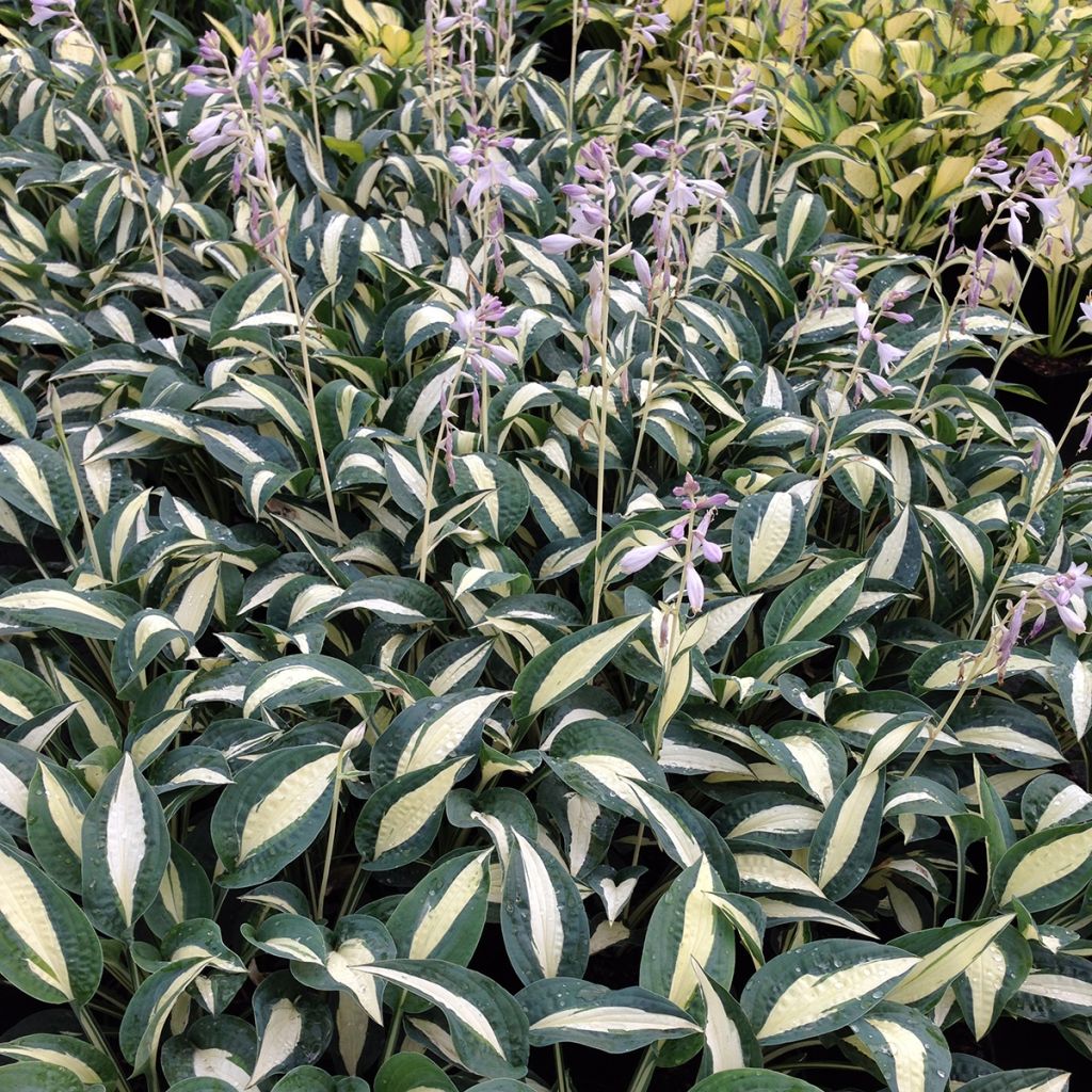 Hosta Pin Up