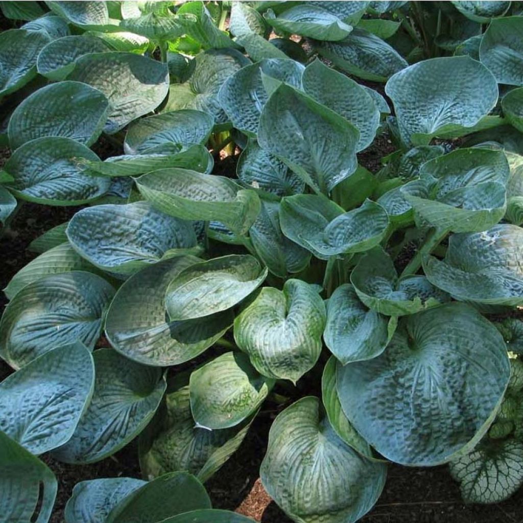 Hosta Prairie Sky