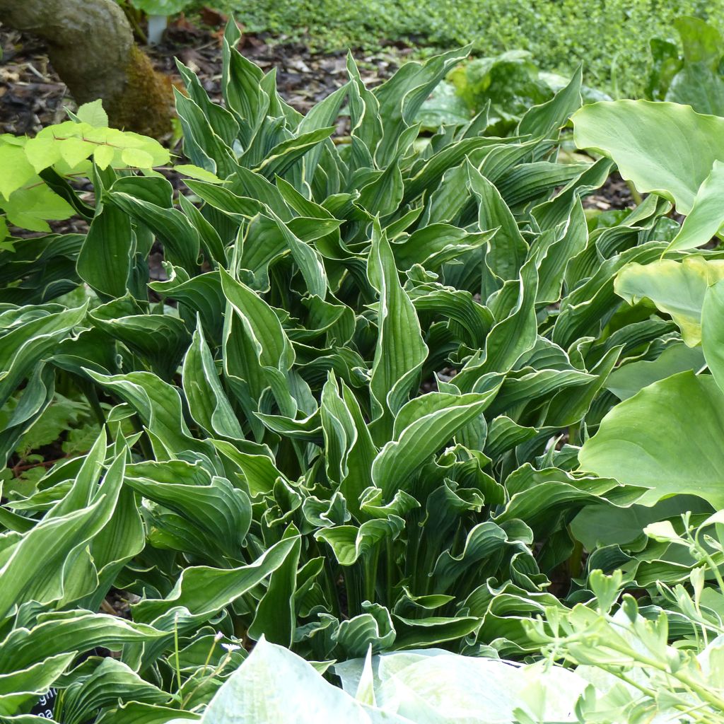 Hosta Praying Hands