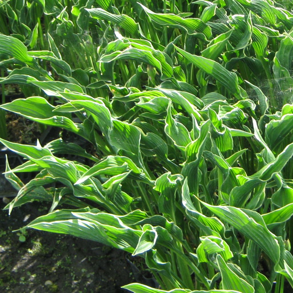 Hosta Praying Hands