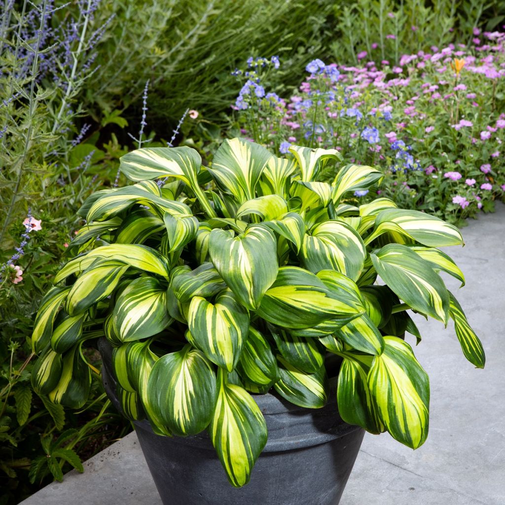 Hosta Rainbows End