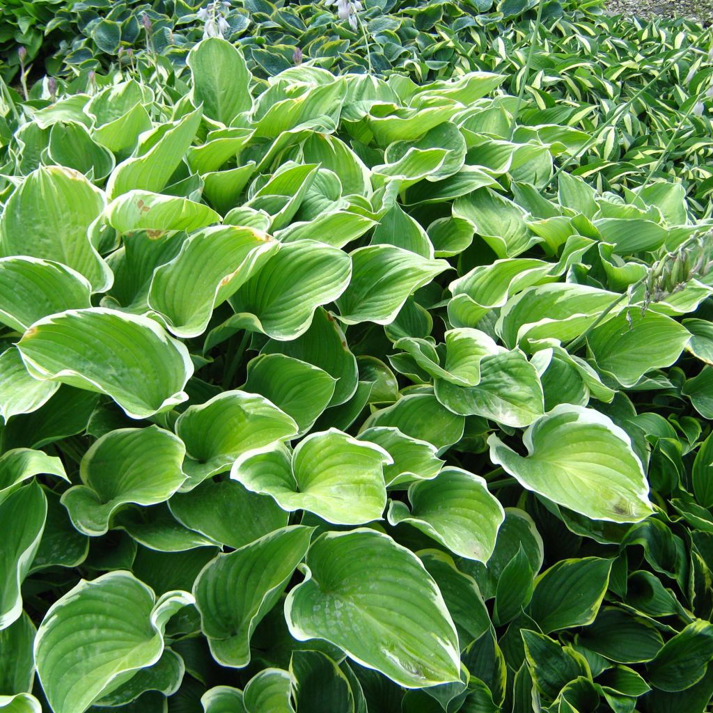 Hosta Sagae - Hosta panaché