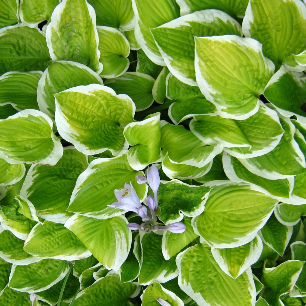 Hosta Shade Fanfare - Hosta panaché