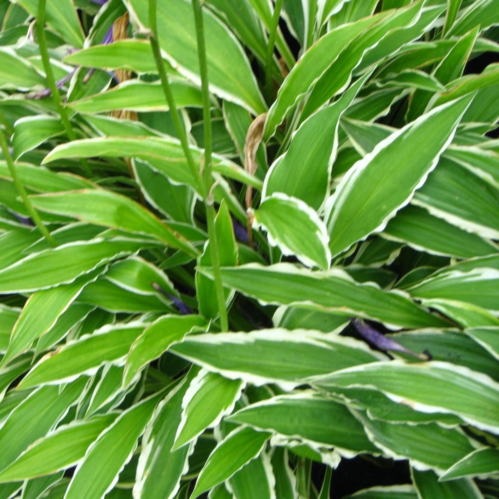 Hosta Stiletto - Hosta miniature