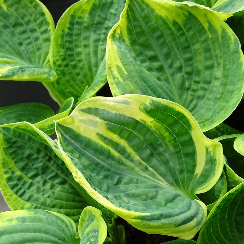 Hosta  Sugar Daddy