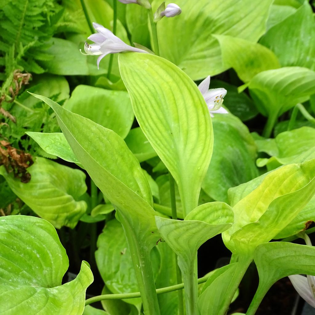 Hosta Sum and Substance