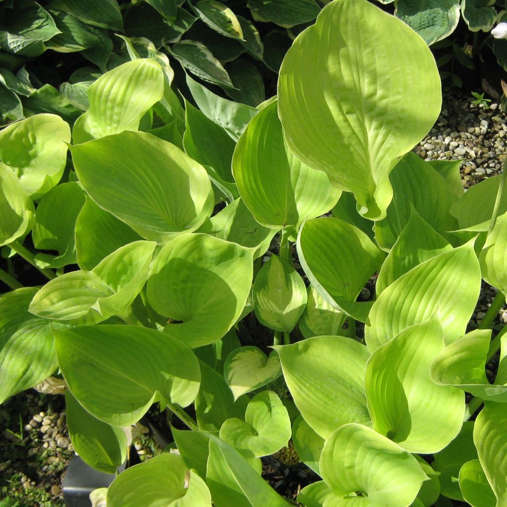 Hosta Sum of All